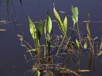 Alisma plantago-aquatica 5, Grote waterweegbree, Saxifraga-Peter Meininger