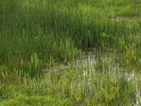 Alisma plantago-aquatica 7, Grote waterweegbree,  Saxifraga-Hans Boll