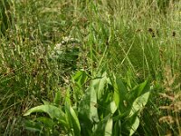 Alisma plantago-aquatica 7, Grote waterweegbree, Saxifraga-Sonja Bouwman