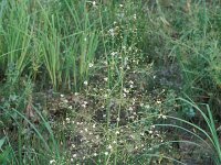 Alisma plantago-aquatica 1, Grote waterweegbree, Saxifraga-Piet Zomerdijk