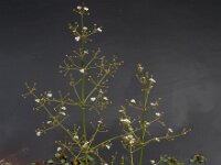 Alisma plantago-aquatica 11, Grote waterweegbree, Saxifraga-Ed Stikvoort