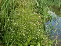 Alisma plantago-aquatica 12, Grote waterweegbree, Saxifraga-Ed Stikvoort