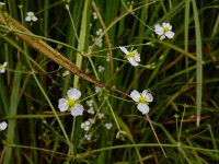 Alisma plantago-aquatica 15, Grote waterweegbree, Saxifraga-Ed Stikvoort