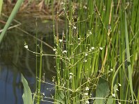 Alisma plantago-aquatica 16, Grote waterweegbree, Saxifraga-Willem van Kruijsbergen