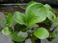 Alisma plantago-aquatica 2, Grote waterweegbree, Saxifraga-Rutger Barendse