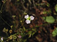 Alisma plantago-aquatica 3, Grote waterweegbree, Saxifraga-Jasenka Topic