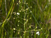 Alisma plantago-aquatica 4, Grote waterweegbree, Saxifraga-Willem van Kruijsbergen