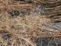 Alisma plantago-aquatica 6, Grote waterweegbree, Saxifraga-Rutger Barendse