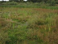 Alisma plantago-aquatica 8, Grote waterweegbree, Saxifraga-Hans Boll
