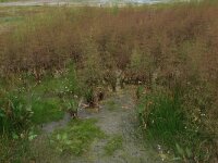 Alisma plantago-aquatica 9, Grote waterweegbree, Saxifraga-Hans Boll
