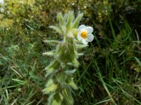 Alkanna corcyrensis 2, Saxifraga-Ed Stikvoort : Krani en Argostoli Kefalonia s9900