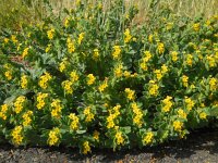 Alkanna orientalis 2, Saxifraga-Ed Stikvoort