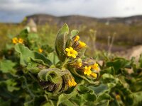 Alkanna orientalis 3, Saxifraga-Ed Stikvoort