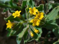 Alkanna orientalis 4, Saxifraga-Ed Stikvoort