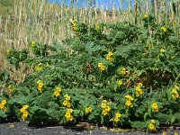 Alkanna orientalis 5, Saxifraga-Ed Stikvoort