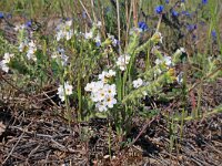 Alkanna tinctoria 2, Saxifraga-Jeroen Willemsen
