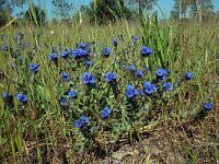 Alkanna tinctoria 3, Saxifraga-Jeroen Willemsen