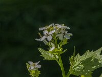 Alliaria petiolata 13, Look-zonder-Look, Saxifraga-Jan van der Straaten