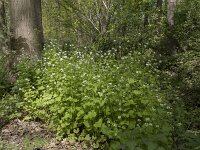Alliaria petiolata 38, Look-zonder-look, Saxifraga-Willem van Kruijsbergen