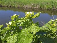 Garlic mustard (Alliaria petiolata) along ditch  Garlic mustard (Alliaria petiolata) along ditch : flower, flowers, color, plant, nature, natural, flora, floral, summer, summertime, growth, nobody, no people, vascular plant, outside, outdoor, outdoors, wildflower, spring, springtime, Garlic mustard, Alliaria petiolata, flowering, white, greem, ditch, bud, buds
