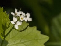 Alliaria petiolata 42, Look-zonder-Look, Saxifraga-Jan van der Straaten