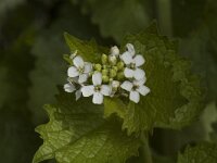 Alliaria petiolata 1, Look-zonder-look, Saxifraga-Willem van Kruijsbergen