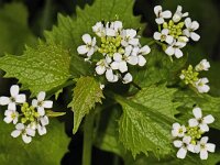 Alliaria petiolata 01 #47253 : Look-zonder-look, Alliaria petiolata