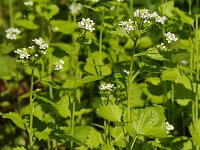 Alliaria petiolata 01 #47256 : Look-zonder-look, Alliaria petiolata