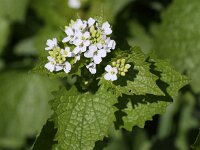 Alliaria petiolata 12, Look-zonder-look, Saxifraga-Peter Meininger