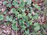 Alliaria petiolata 15, Look-zonder-look, Saxifraga-Rutger Barendse