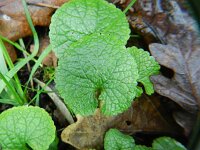 Alliaria petiolata 16, Look-zonder-look, Saxifraga-Rutger Barendse