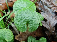 Alliaria petiolata 17, Look-zonder-look, Saxifraga-Rutger Barendse