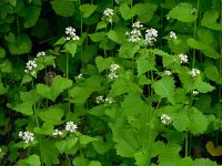 Alliaria petiolata 18, Look-zonder-look, Saxifraga-Ed Stikvoort