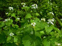Alliaria petiolata 19, Look-zonder-look, Saxifraga-Ed Stikvoort