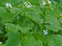 Alliaria petiolata 2, Look-zonder-look, Saxifraga-Willem van Kruijsbergen