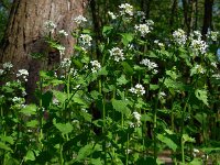 Alliaria petiolata 20, Look-zonder-look, Saxifraga-Ed Stikvoort