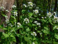 Alliaria petiolata 21, Look-zonder-look, Saxifraga-Ed Stikvoort
