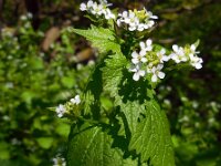 Alliaria petiolata 22, Look-zonder-look, Saxifraga-Ed Stikvoort