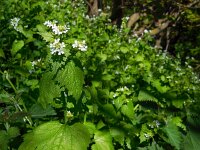Alliaria petiolata 23, Look-zonder-look, Saxifraga-Ed Stikvoort
