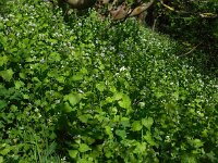 Alliaria petiolata 24, Look-zonder-look, Saxifraga-Ed Stikvoort