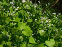 Alliaria petiolata 25, Look-zonder-look, Saxifraga-Ed Stikvoort