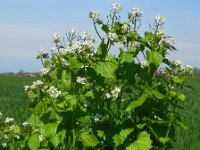 Alliaria petiolata 26, Look-zonder-look, Saxifraga-Ed Stikvoort