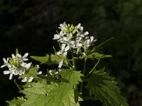 Alliaria petiolata 27, Look-zonder-look, Saxifraga-Willem van Kruijsbergen