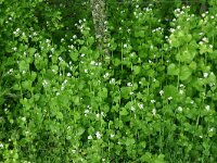 Alliaria petiolata 28, Look-zonder-look, Saxifraga-Dirk Hilbers