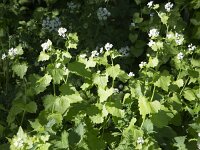 Garlic Mustard (Alliaria petiolata); flowering  Garlic Mustard (Alliaria petiolata); flowering : Alliaria petiolata, Garlic Mustard, flora, floral, flower, flowers, leaf, plant, spring, white, springtime, growth, umbel, bud, buds, vascular plant, green, nature, natural, wildflower