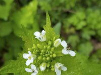 Garlic Mustard (Alliaria petiolata)  Garlic Mustard (Alliaria petiolata) : Alliaria petiolata, Garlic Mustard, flora, floral, flower, flowers, leaf, plant, spring, white, springtime, growth, umbel, bud, buds, vascular plant