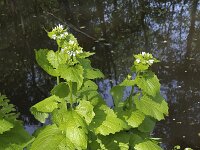 Garlic Mustard (Alliaria petiolata)  Garlic Mustard (Alliaria petiolata) : Alliaria petiolata, Garlic Mustard, flora, floral, flower, flowers, leaf, plant, spring, white, springtime, growth, umbel, bud, buds, vascular plant, green
