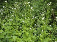 Garlic Mustard (Alliaria petiolata)  Garlic Mustard (Alliaria petiolata) : Alliaria petiolata, bud, buds, flora, floral, flower, flowers, Garlic Mustard, green, growth, leaf, natural, nature, plant, spring, springtime, umbel, vascular plant, white, wildflower