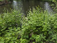 Garlic Mustard (Alliaria petiolata)  Garlic Mustard (Alliaria petiolata) : Alliaria petiolata, bud, buds, flora, floral, flower, flowers, Garlic Mustard, green, growth, leaf, natural, nature, plant, spring, springtime, umbel, vascular plant, white, wildflower