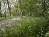 Alliaria petiolata 34, Look-zonder-look, Saxifraga-Willem van Kruijsbergen